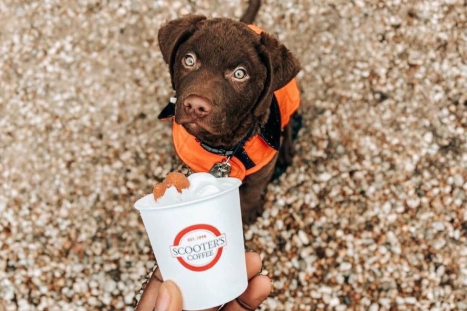 little chocolate lab puppy offered a pup cup from scooters
