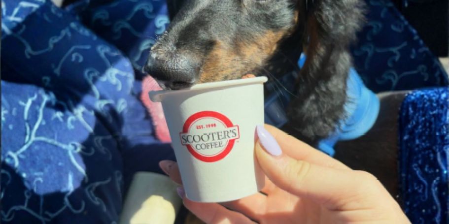 FREE Scooter’s Coffee Pup Cup w/ Purchase on August 22nd & 26th