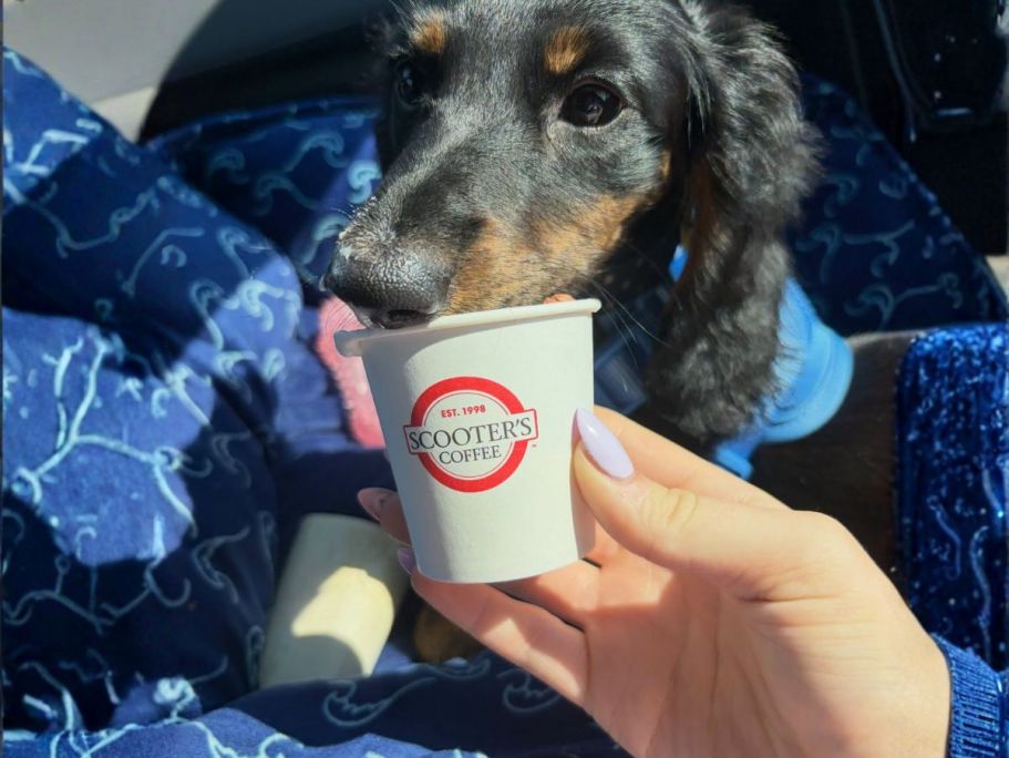 FREE Scooter’s Coffee Pup Cup w/ Purchase on August 22nd & 26th