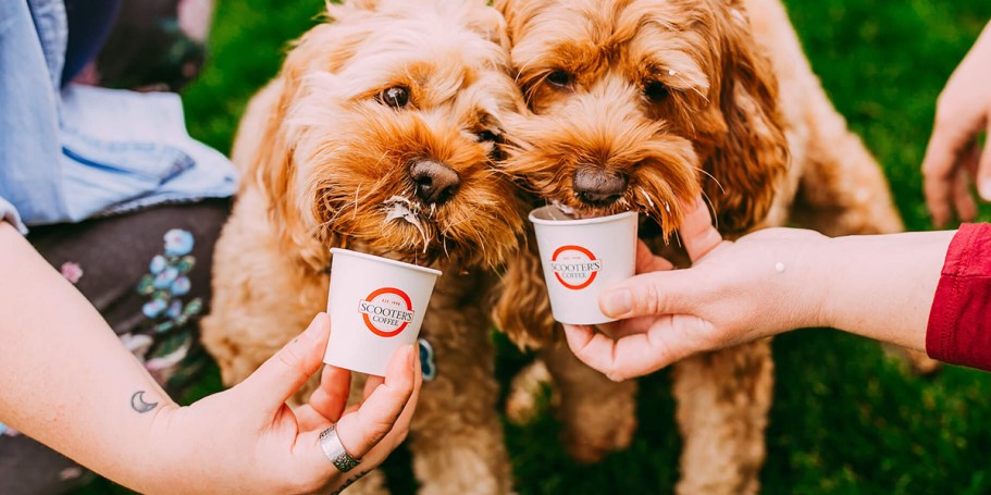 FREE Scooter’s Coffee Pup Cup w/ Purchase on (Today Only!)