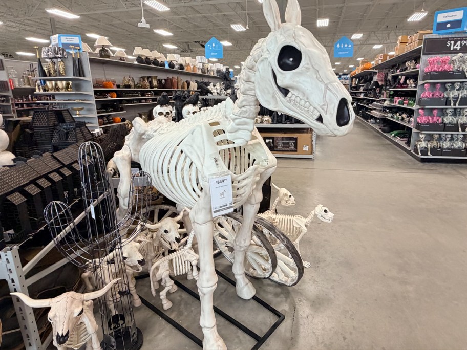 skeleton horse in store 