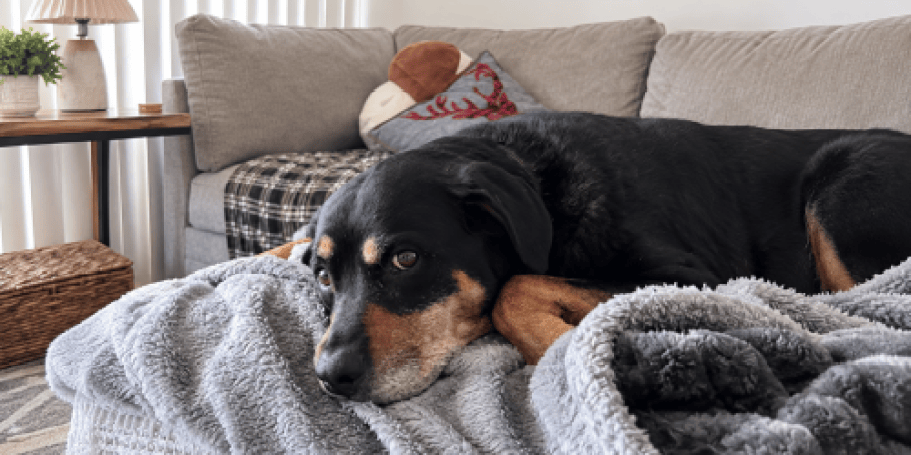 Waterproof Dog Blankets from $8.99 on Amazon (Reg. $22)