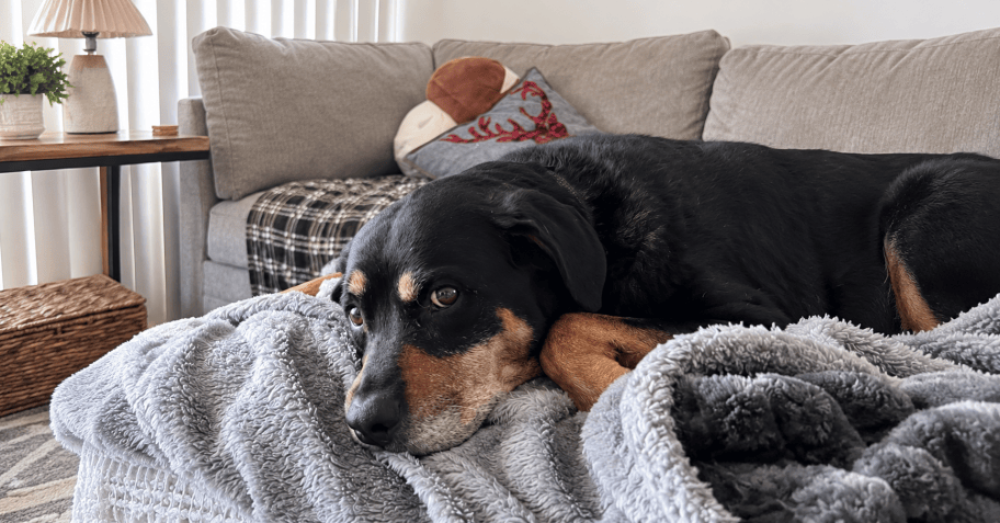 Waterproof Dog Blankets from $5.99 on Amazon (Reg. $22)