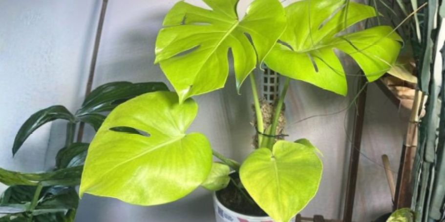 Costa Farms House Plants from $22.74 Shipped on Lowes.com