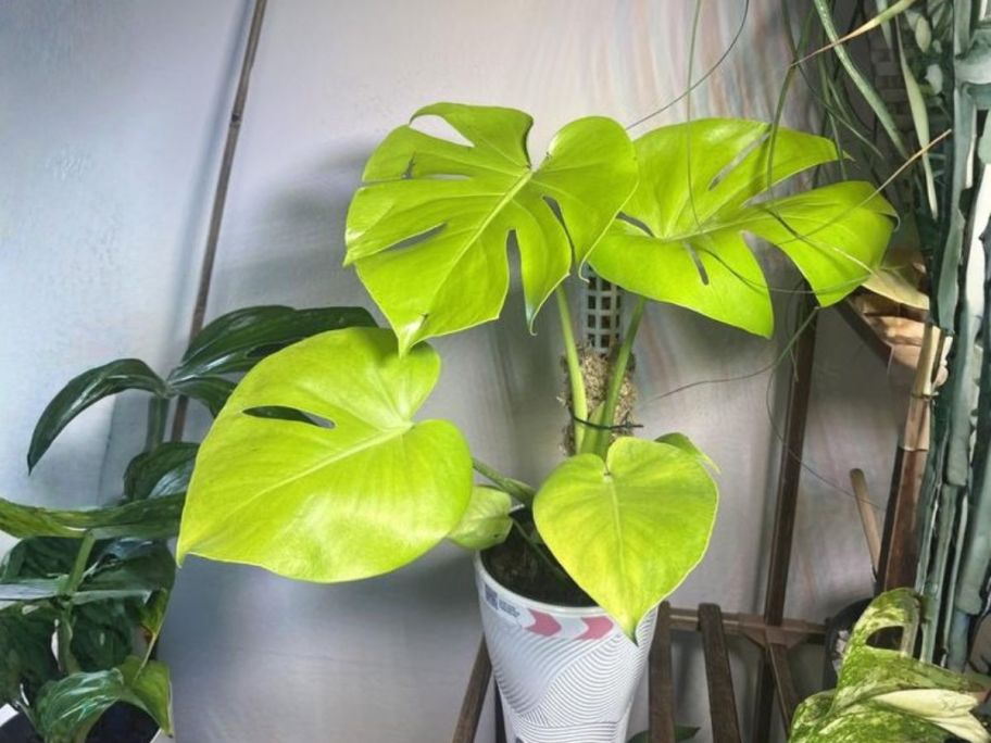 Costa Farms Monstera Golden Compact Plant on display
