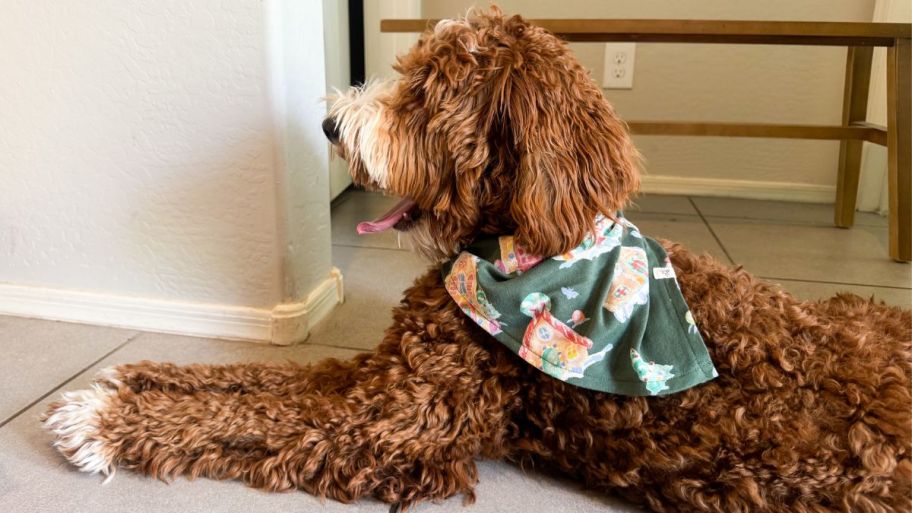 Dog wearing holiday bandana