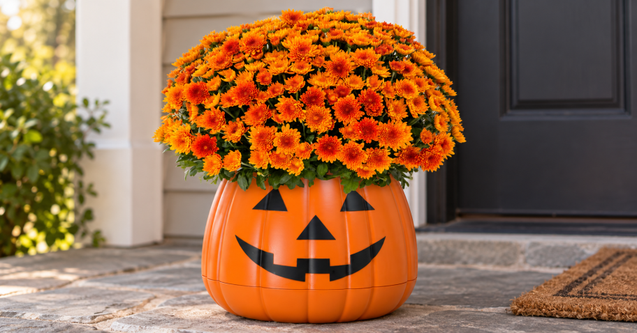 Walmart’s Live Mum Pumpkin Planter Is the Perfect Pick for Fall Porches!