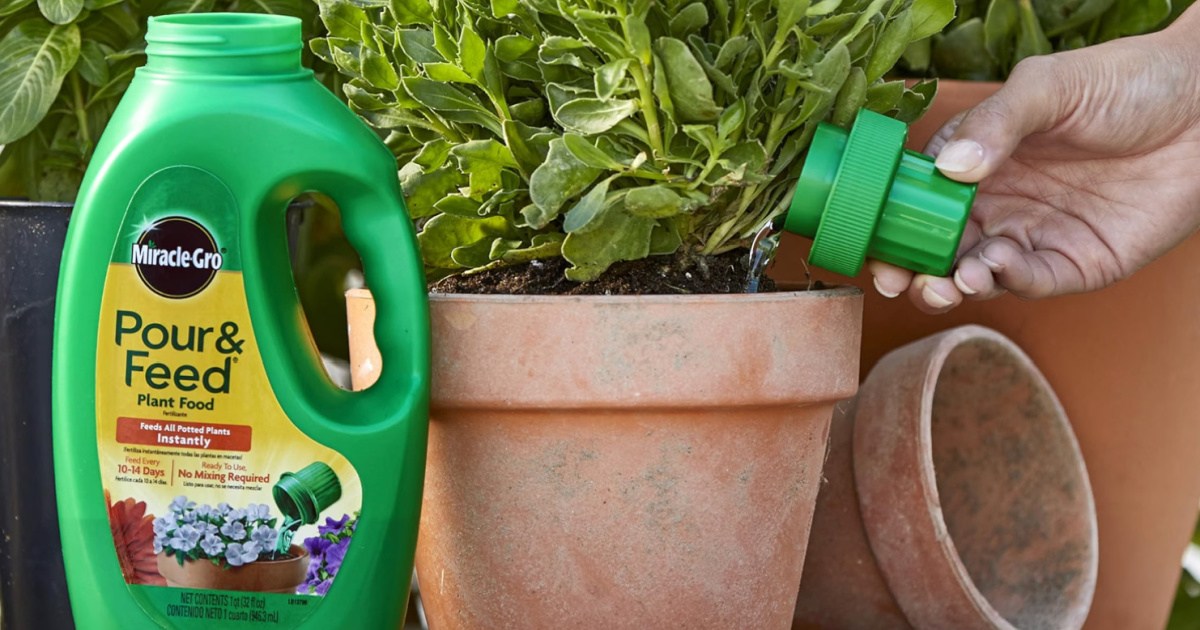bottle of Miracle Gro Pour & Feed in front of plants