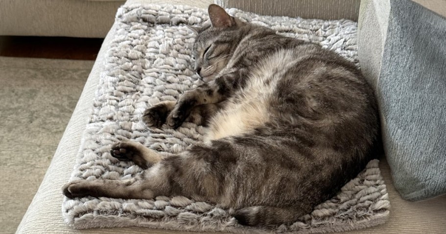 Self-Warming Pet Bed Just $13.79 on Amazon (Regularly $23)