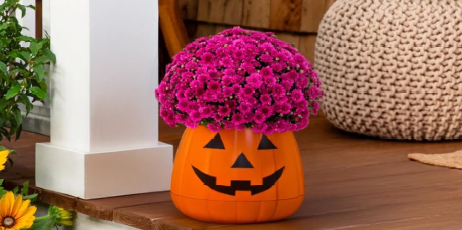 Walmart’s Pumpkin Planters Come Filled w/ Live Mums for Fall