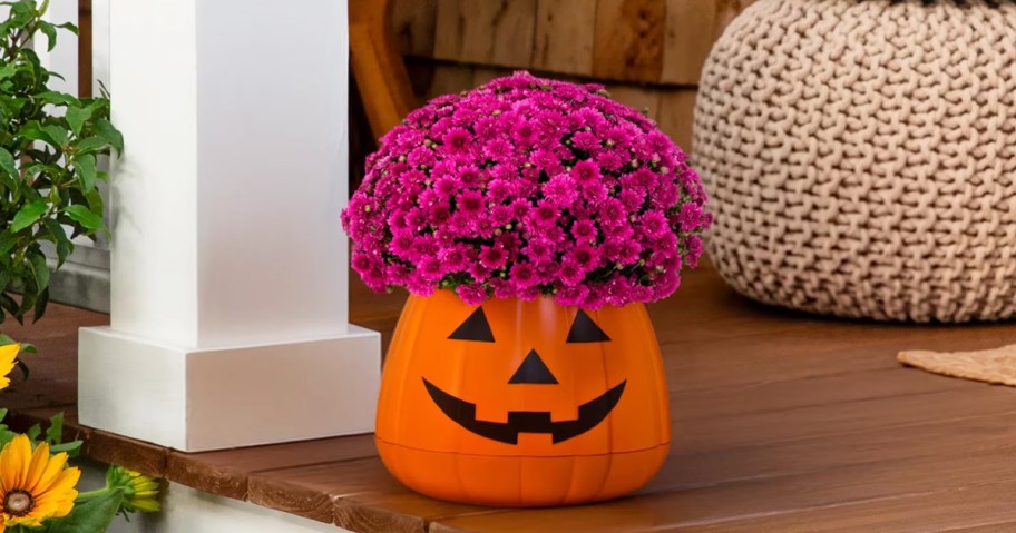 purple mums in a pumpkin planter on front porch