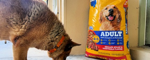 dog eating food out of a dish next to a big bag of dog food