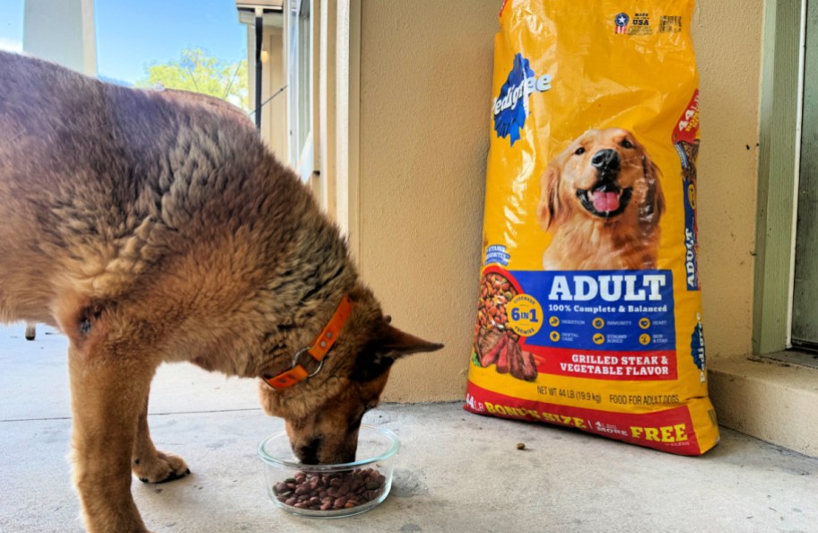 dog eating food out of a dish next to a big bag of dog food