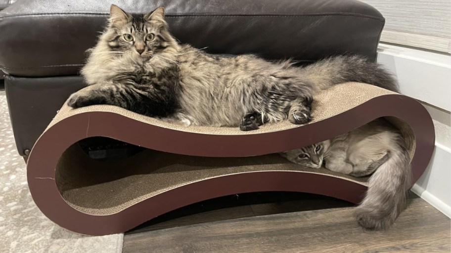 large maine coon and smaller cat lounging on cat scratchers
