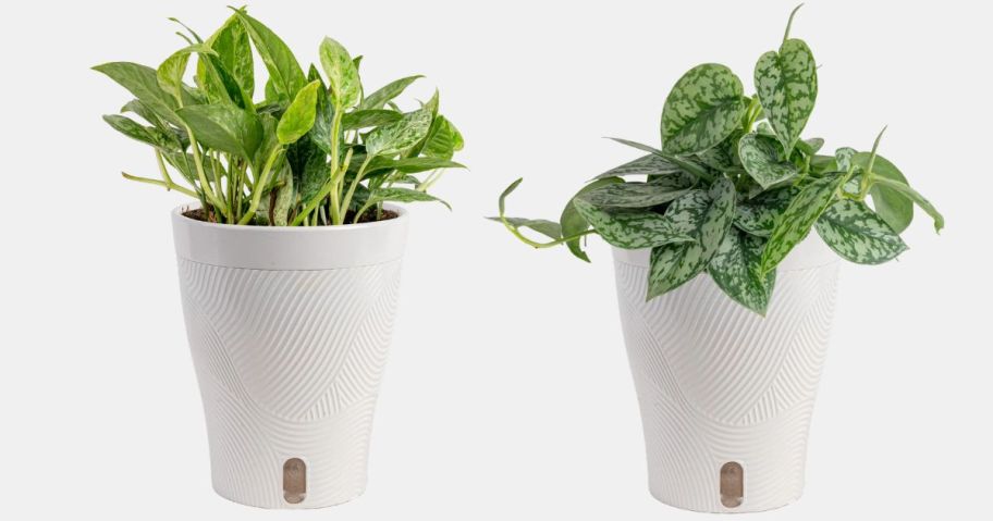 two costa farms plants