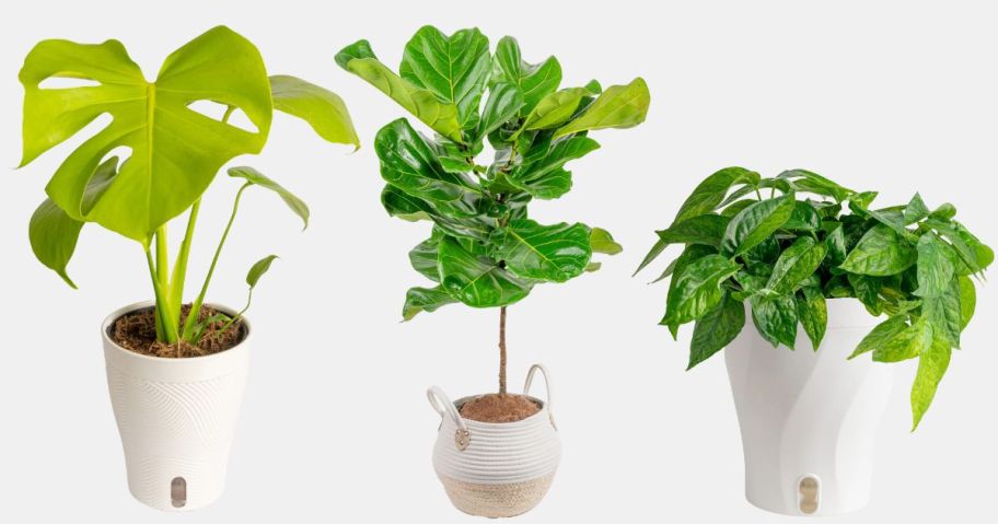 three costa farms plants
