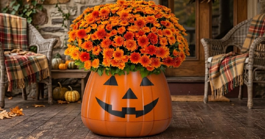 Step Up Your Fall Mum w/ a Pumpkin Planter from Walmart