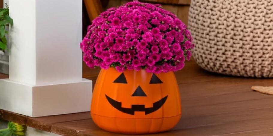 Walmart’s Live Mum Pumpkin Planter Is the Cutest Fall Porch Upgrade!