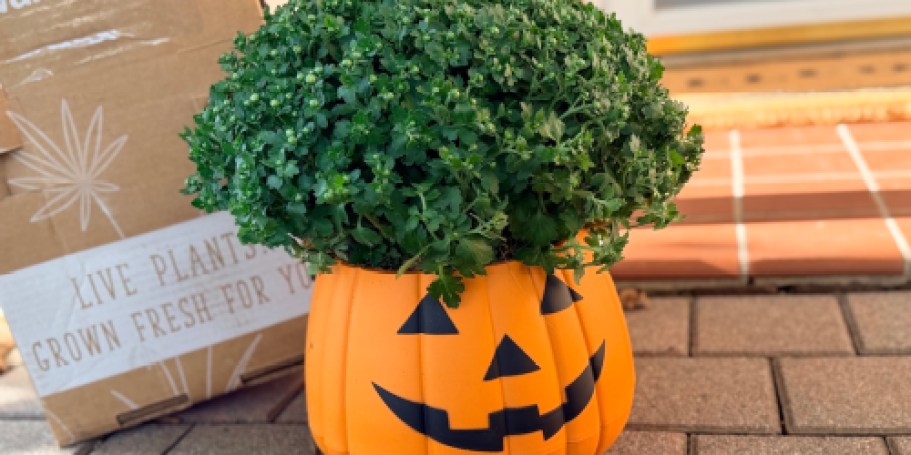 These Pumpkin Planters From Walmart Come Filled With Live Mums