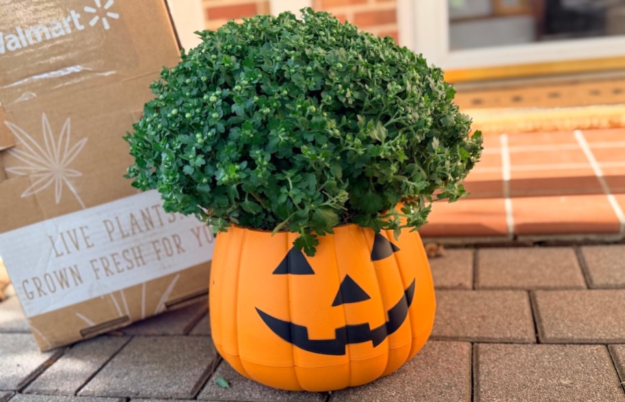 jack-o-lantern mum on sidewalk