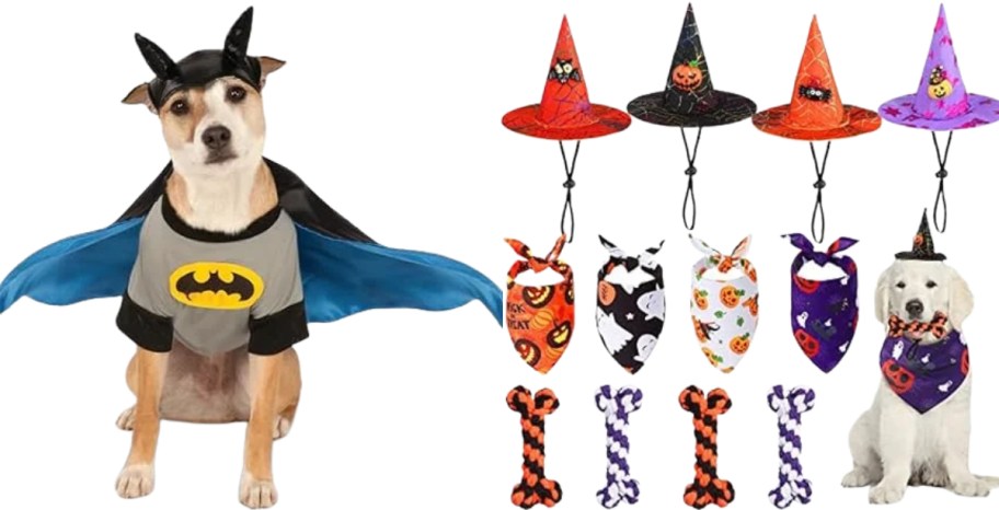 a dog in a batman costume and assorted halloween pet accessories set