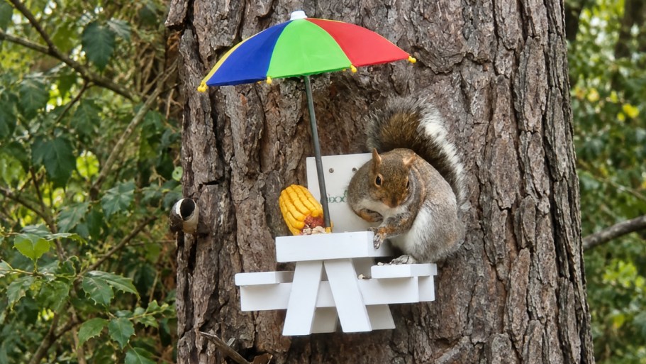 Squirrel Feeder Table Just $9 on Amazon