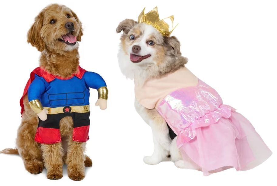 2 dogs wearing costumes on a white background