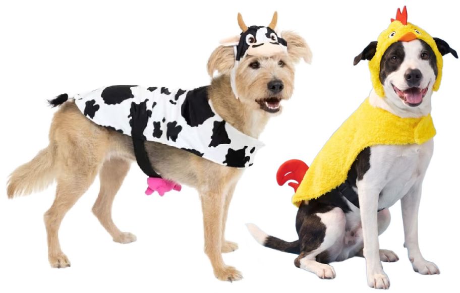 two dogs wearing halloween costumes