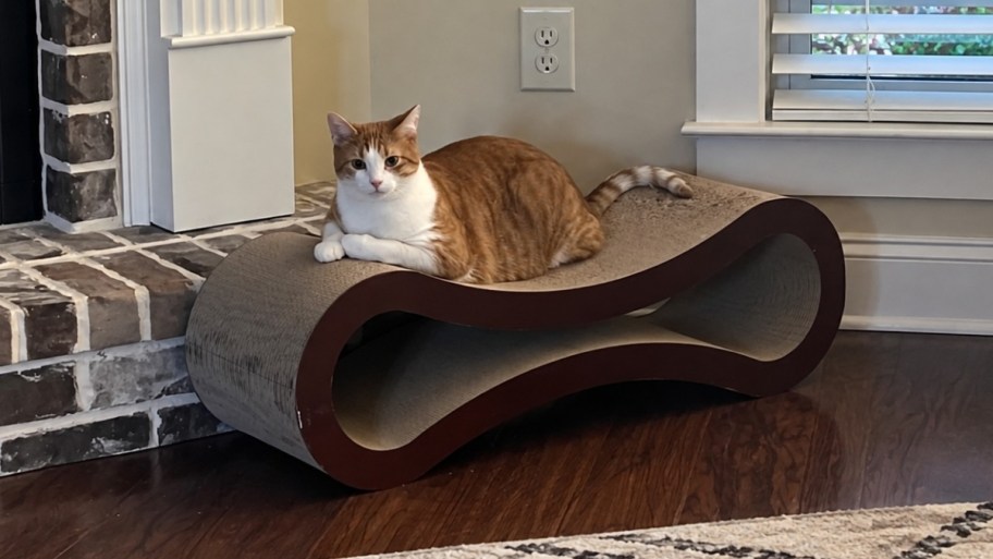 orange and white cat perched on a cat scratcher