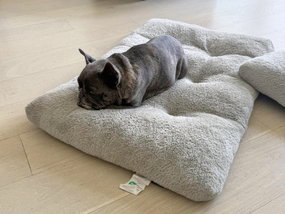 frenchie laying on a grey dog bed