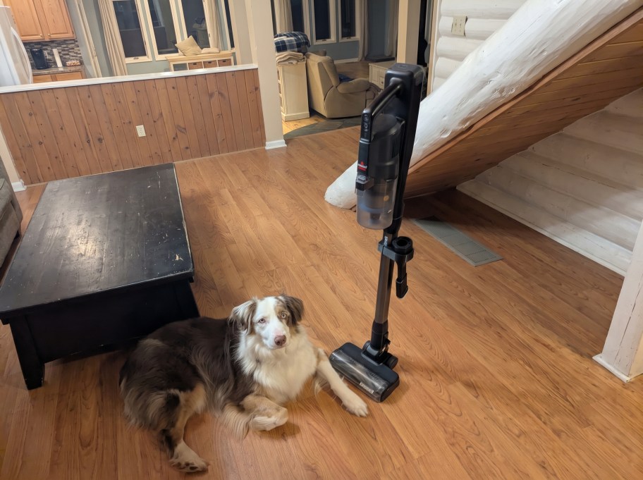 Bissell PowerClean FurGuard cordless vacuum standing upright on its own next to a dog.