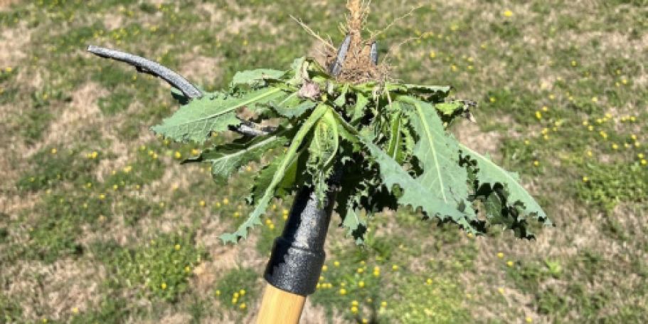 Grampa’s Weeder Just Hit Its Lowest Price EVER (Hip Readers LOVE This Handy Tool)