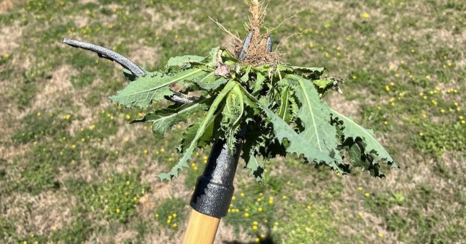 A big weed on the end of Grampa's Weed Puller