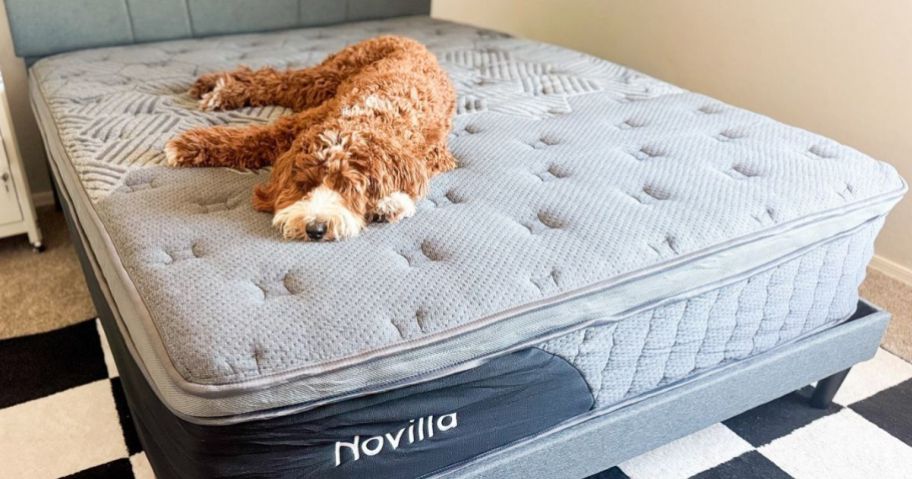 Dog sleping on a Novilla Mattress