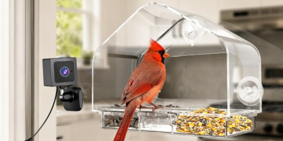 Smart Camera Window Bird Feeder Just $12.99 on Amazon (Reg. $30)