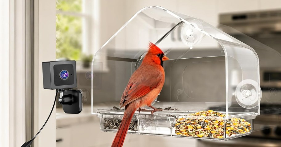 Smart Camera Window Bird Feeder