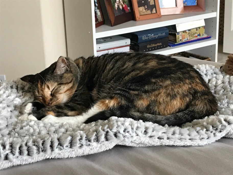 cat sleeping on gray bed