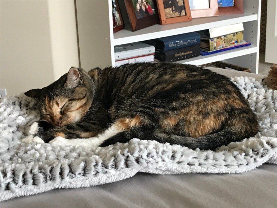 Self-Warming Pet Beds from $13.79 on Amazon (Regularly $23)